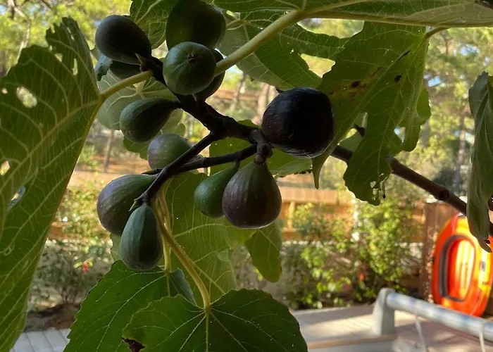 Avec Piscine, Sud Lacanau
